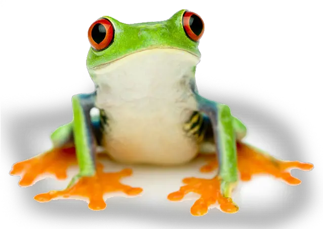  Tree Red Eyed Tree Frog No Background Png Frog Transparent Background