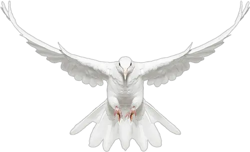  Flight Dove Png Doves Flying Png