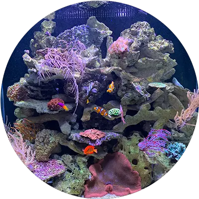  Custom Fish Tank Luxury Aquariums For Sale Marine Biology Png Fish Tank Png