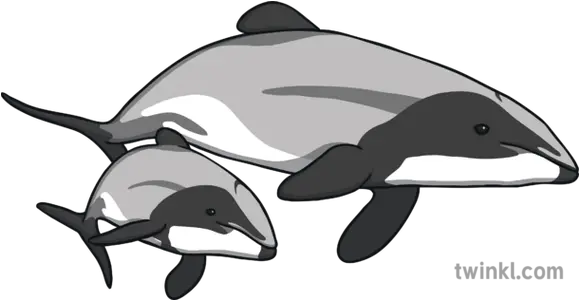  Hectors Dolphin Mother Calf Illustration Twinkl Dolphin Icon Png Dolphin Icon