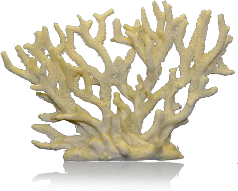  Corals Png 1 Image Staghorn Coral Png Coral Png