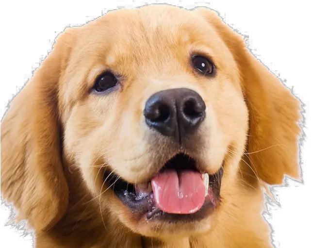  Png Golden Retriever Transparent Images Golden Retriever Png Golden Retriever Transparent Background