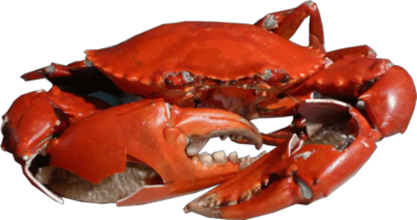  Download Free Png Crab Images Transparent Crab Png Png Crabs Png Crab Transparent Background