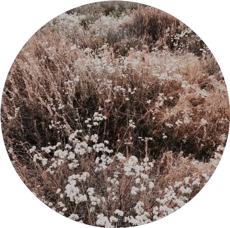  Download Hd Tumblr Aesthetic Brown Flower Flowers Png Brown Flowers Aesthetic Flowers Png Tumblr