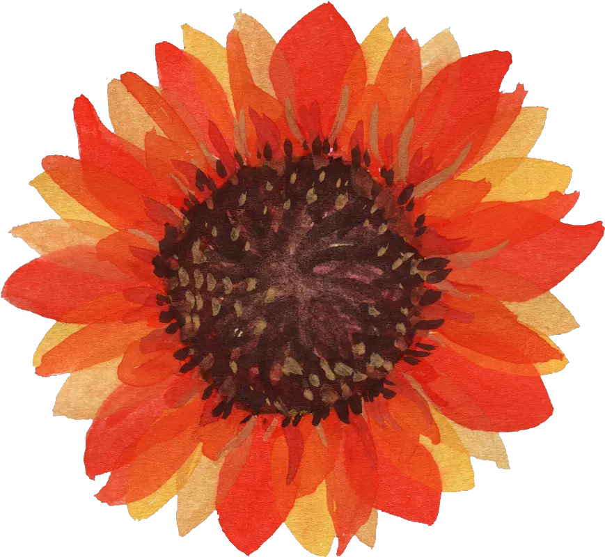  5 Watercolor Sunflower Transparent Watercolor Transparent Background Flower Png Orange Watercolor Sunflower Png