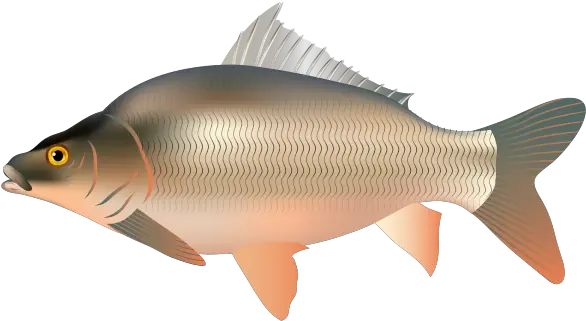  Species Skretting Minnows And Carps Png Koi Fish Icon