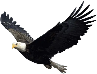  Eagle Transparent Png 2 Image Png Of Eagle Eagle Transparent Background