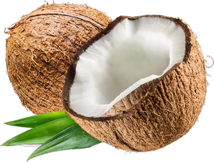  Transparent Background Coconut Png Transparent Background Coconut Transparent Png Coconut Transparent Background