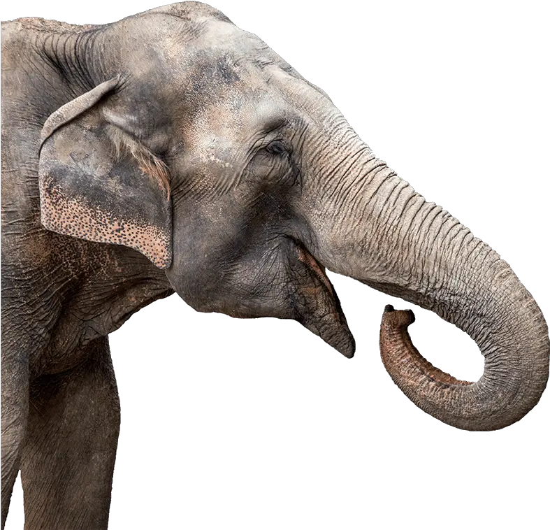  Aza Safe Association Of Zoos And Aquariums Elephant Head Png Animal Png