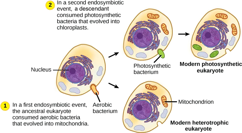  Mitochondria And Chloroplasts Article Khan Academy Endosymbiotic Theory Timeline Png Mitochondria Png