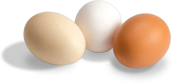  Evolution Of U Solid Png Eggs Png