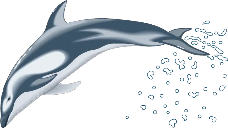  Clip Art Pacific White Sided Dolphin 3d Png Dolphins Png