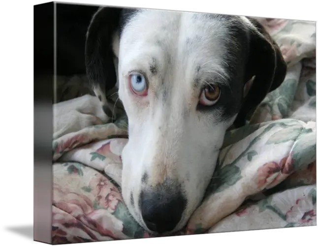  Dog With Sad Odd Eyes By Sherry Corriell Martingale Png Sad Dog Png