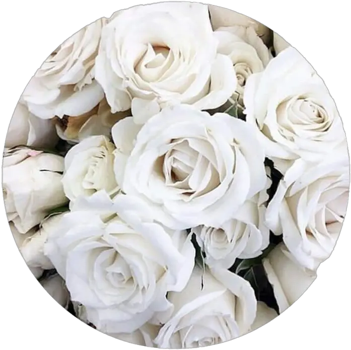  Real White Rose Png Transparent Image White Aesthetic Rose Real Flower Png