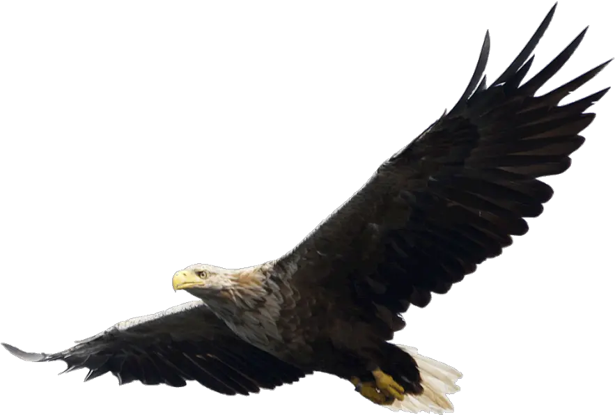  Majestic Bald Eagle Flying Png Image Flying Eagle Png Bald Eagle Head Png