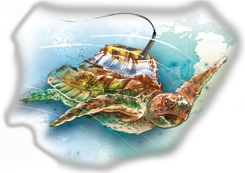  Uncovering The Mysteries Of Sea Turtle Migration Ucf Illustration Png Sea Turtle Png