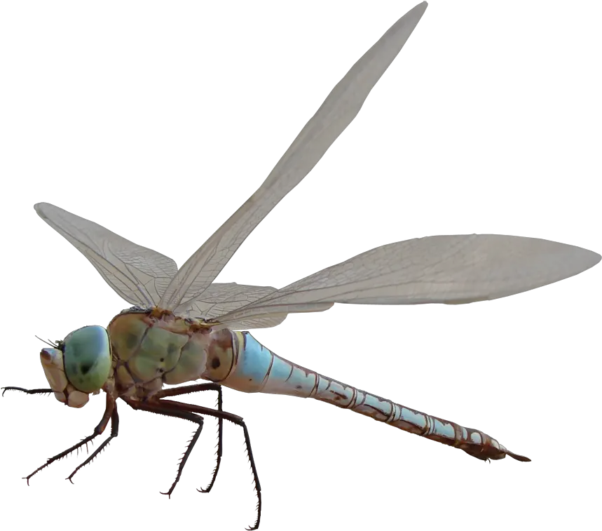  Related Image Dragonfly Png Capung Png Hd Dragon Fly Png