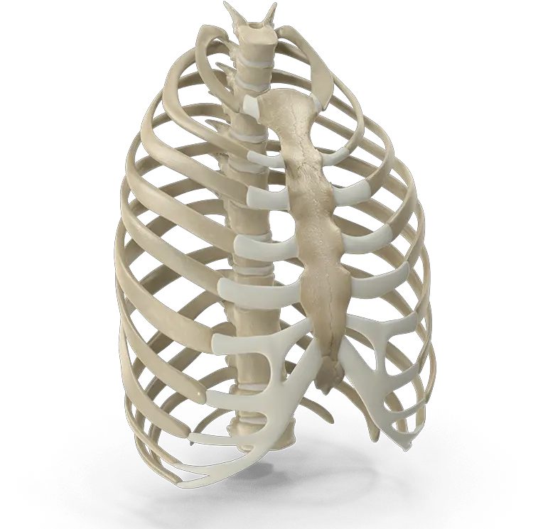  Pigeon Chest Deformity Bsi Ortho Parque Yaznan Png Rib Cage Png