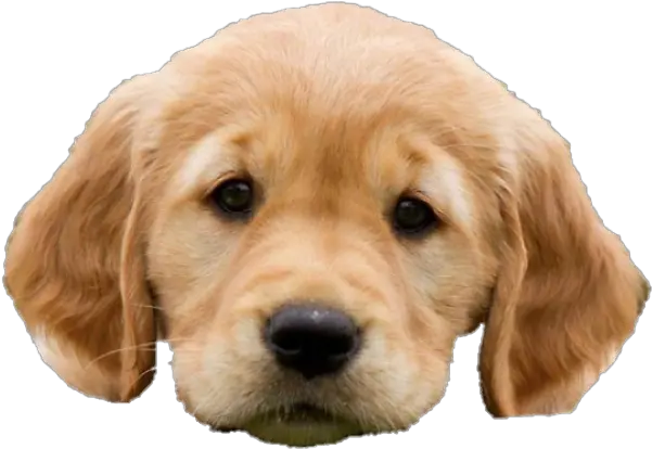  Golden Retriever Puppy Png Puppies In The House Golden Retriever Transparent