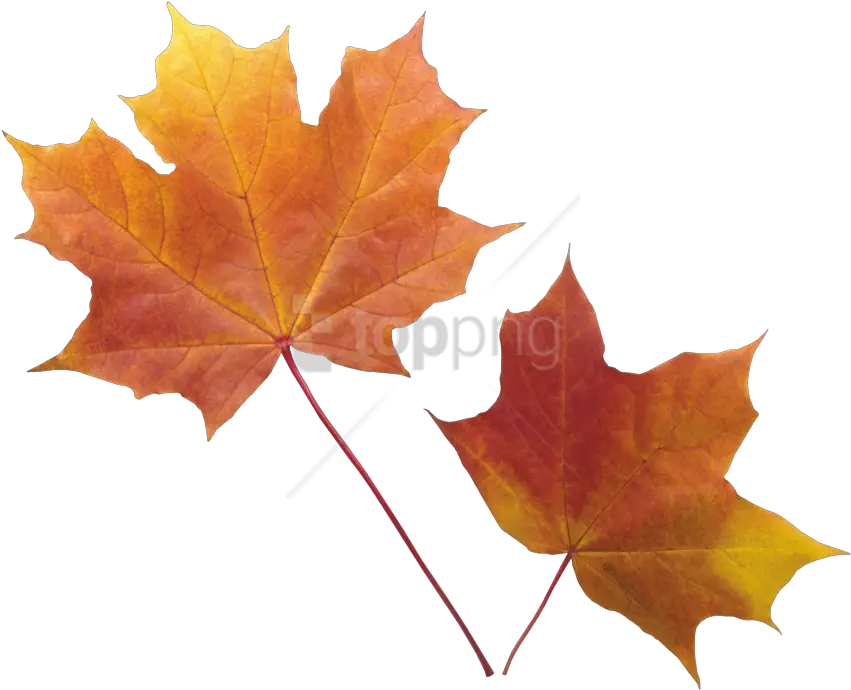  Autumn Leaf Png Images Transparent Real Autumn Leaves Transparent Background Leaf Transparent Background