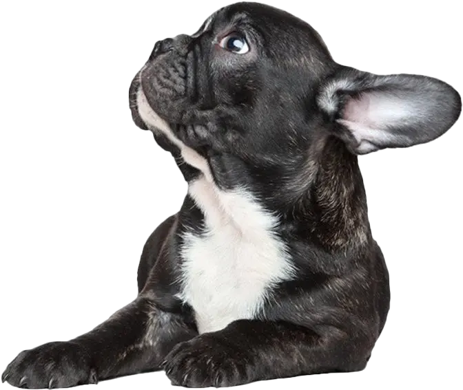  Black French Bulldog Png Picture All Black French Bulldog Png Bulldog Png