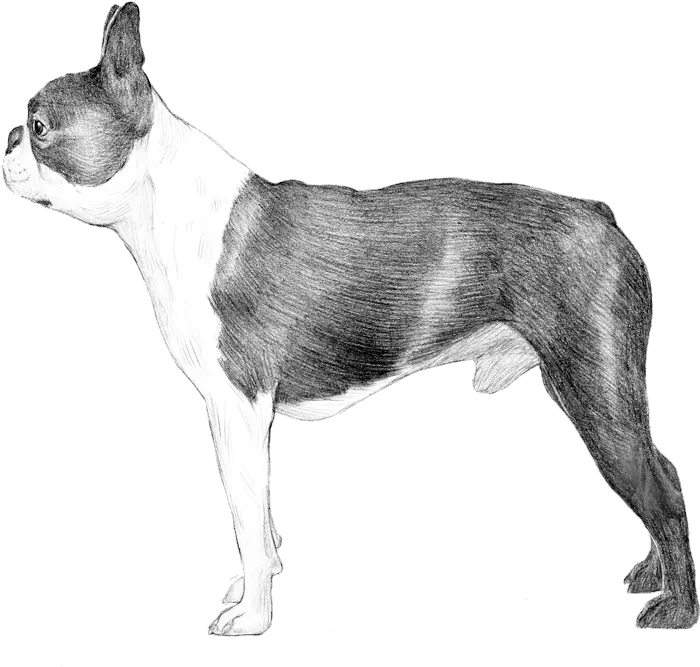  Dog Breed Info Photos Collar Png Boston Terrier Png