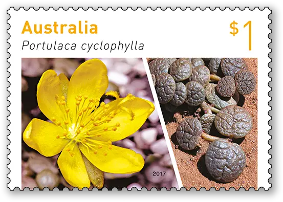  Australian Succulents Australia Post Crocus Png Succulents Png