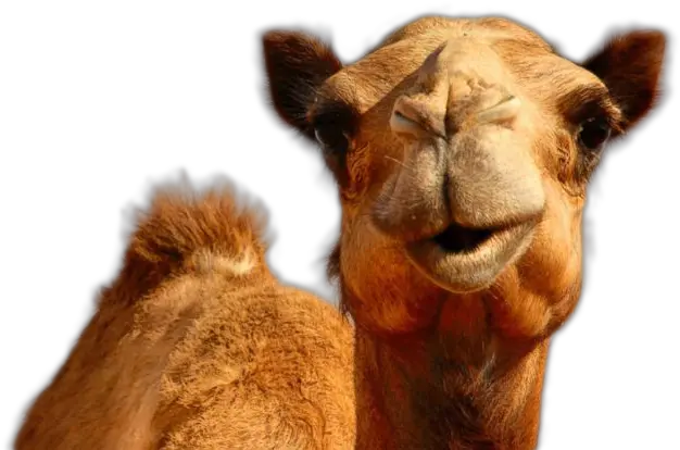  Download Camel Png Image Camel Png Camel Png