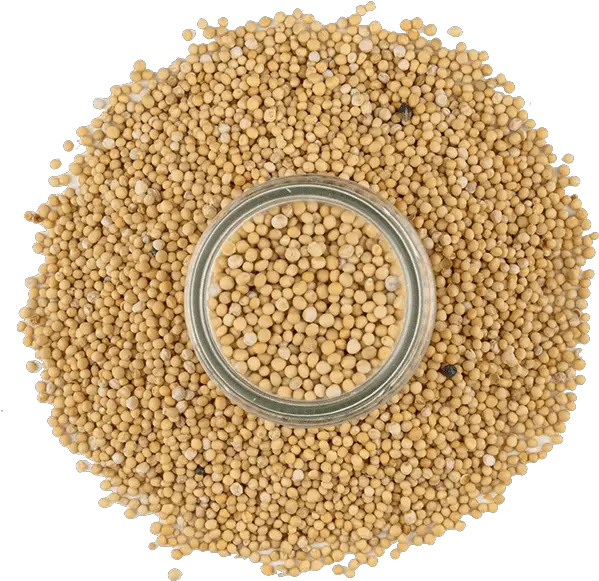  Mustard Yellow Seed Millet Seeds For Birds Png Seed Png