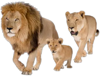  Png Download Pn Lions Png Lions Png