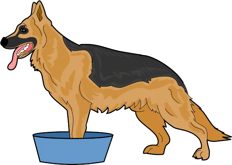  How To Cure Itchy And Irritated Dog Paws German Shepherd German Shepherd Has Itchy Feet Png German Shepherd Transparent