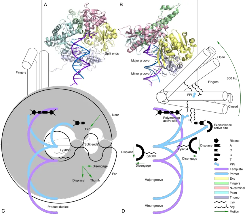  A Cartoon Representation Of The Main Findings Dna Double Diagram Png Double Helix Png