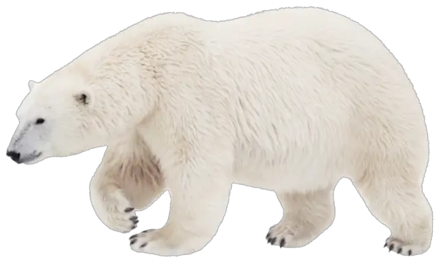  Polar White Bear Png