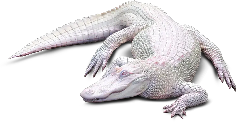  Time To Learn About Alligators With Swamptourscom Albino Alligator Transparent Png Alligator Png