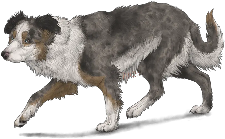  Border Collie By Riixon Border Collie Drawing Anime Png Border Collie Png