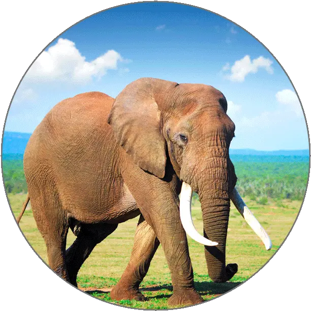  Learn French Alphabets Elephant Animals Images Hd Png Elephant Tusk Icon