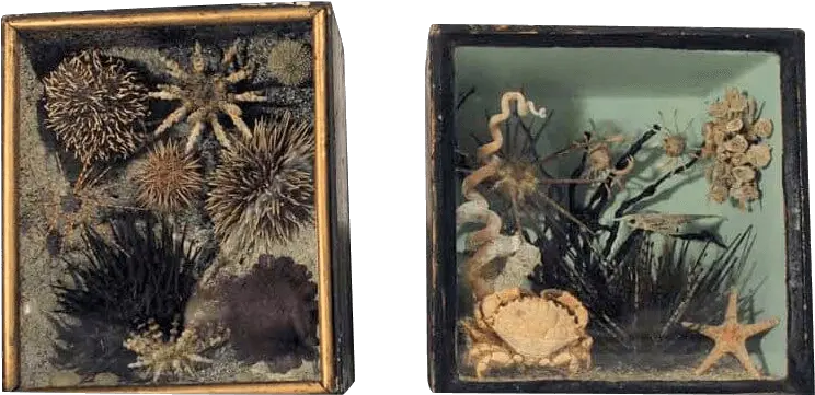  Sea Urchin Png A Rare Pair Of 19th Taxidermy Ocean Picture Frame Sea Urchin Png