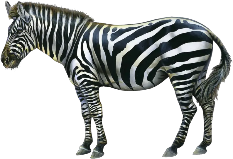  Download Free Zebra Png Image With Zebra Png Zebra Transparent Background