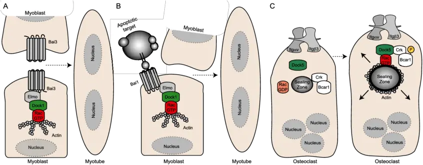  The Role Of Dock Gefs In Development A Bai3 Is Expressed Cartoon Png Elmo Transparent Background