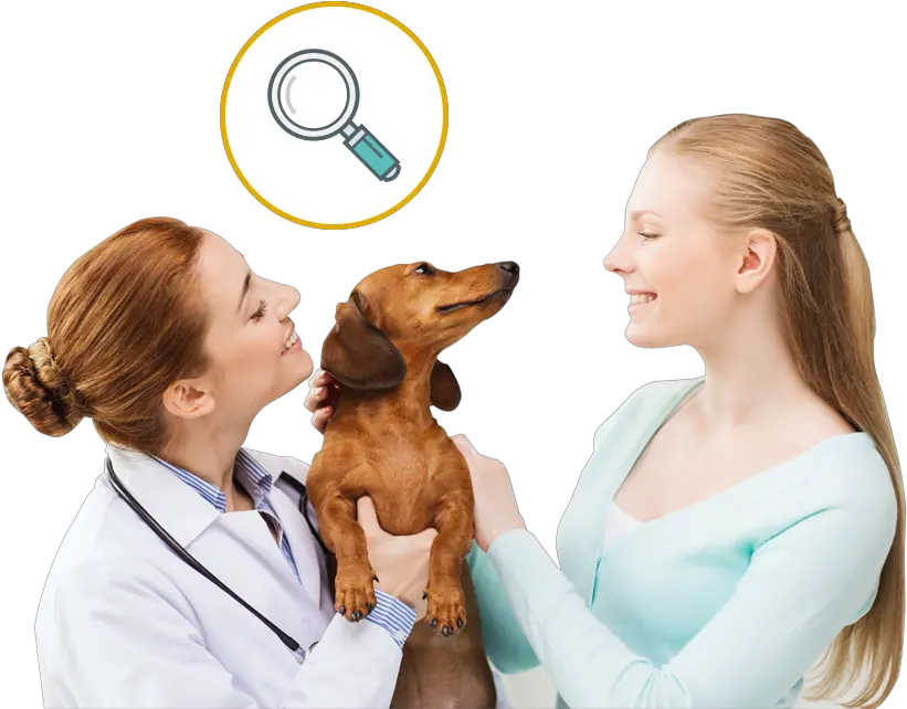  Specialists In Pet Skin Ear Problems Virtual Veterinary Vet And Patient Png Dog Ears Png