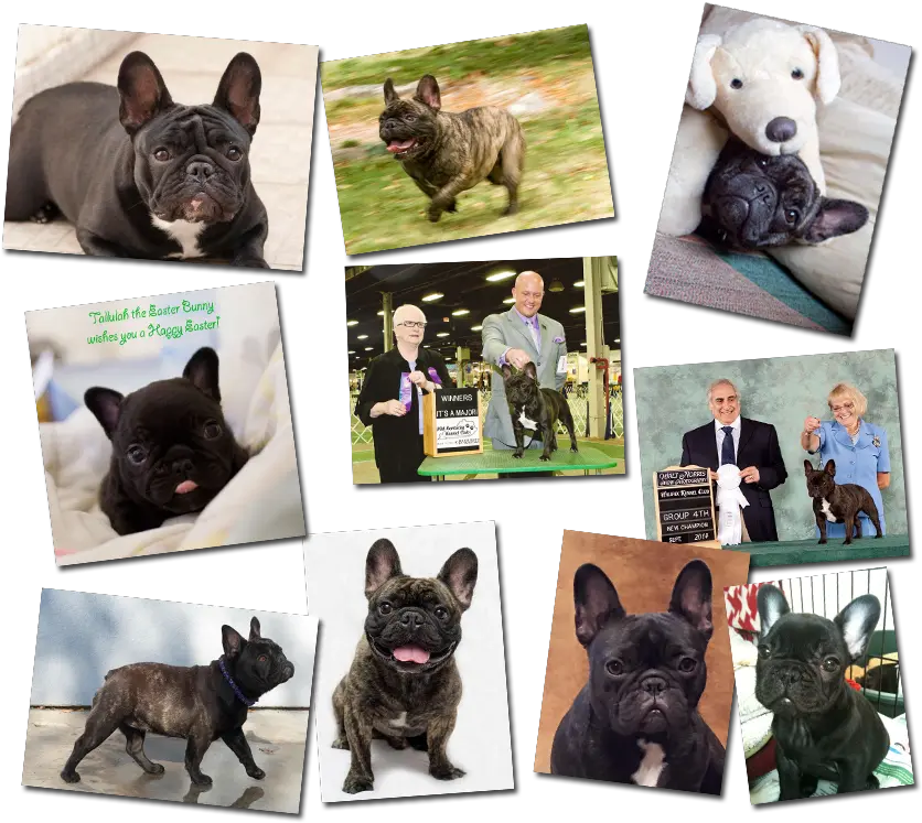  French Bulldog Png French Bulldog Pictures French French Bulldog Bulldog Png