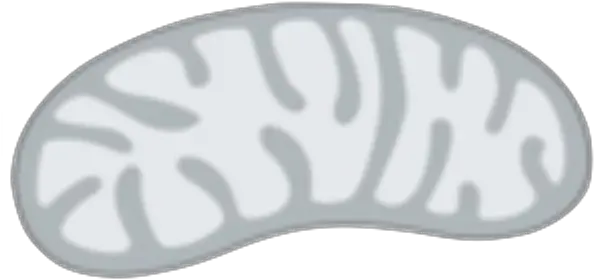  Vector Clip Art Mitochondria Diagram Not Labelled Png Mitochondria Png