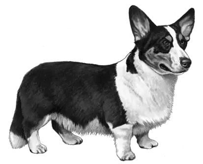  Cardigan Welsh Corgi Dog Pembroke Welsh Corgi Png Corgi Png