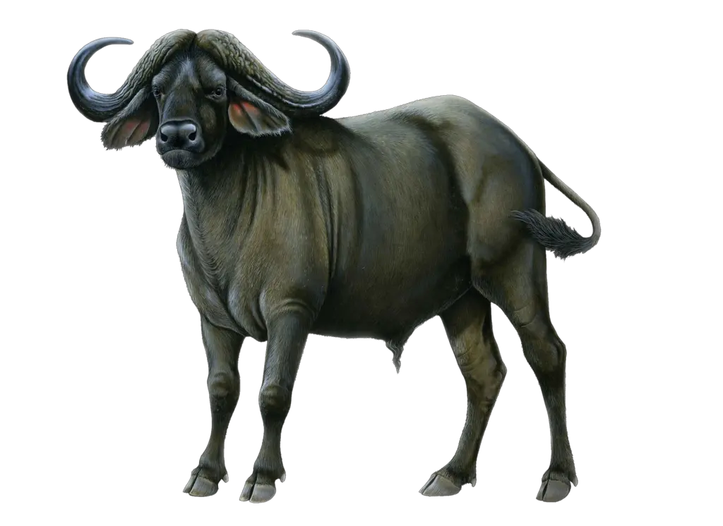  Cows Transparent Png Images Stickpng African Buffalo Png Cow Transparent Background