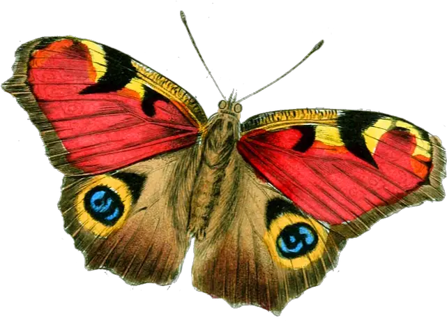  Butterfly Bright Vintage Free Image On Pixabay Real Insects For Kids Png Flying Butterfly Png