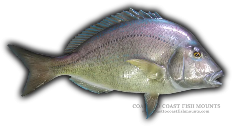  Scup Fish Mounts U0026 Replicas Seafood Png Bass Fish Png