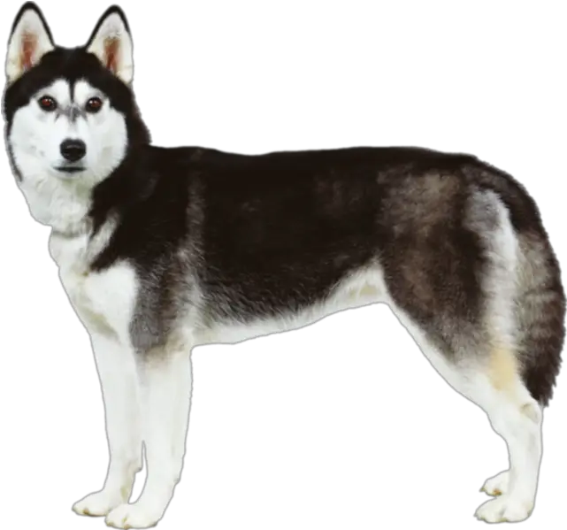  Husky Png Sitting 10 Photo 6212 Transparent Image For Husky Husky Png