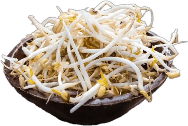  Bowl Of Soybean Sprouts Icons Png Soy Bean Sprouts Png Bean Sprout Icon