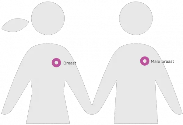  Breast Cancer Facts And Causes Color Sharing Png Breast Cancer Png