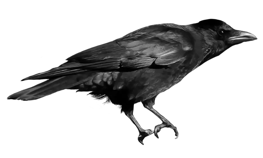  Raven Crow Transparent Background Png Clipart Raven Png